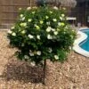 Sunny Knock Out® Rose Tree 14 Sunny Knock Out® Rose Tree -Fast Growing Trees Shop SUnny knockout Rose Tree FGT 600x600 e7cea815 3cdf 4b5d 992e 2a43e91401b3