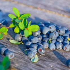 Sunshine Blue Blueberry Bush -Fast Growing Trees Shop SUnshine BLue Blueberry 1