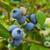 Sunshine Blue Blueberry Bush 7 Sunshine Blue Blueberry Bush -Fast Growing Trees Shop SUnshine BLue Blueberry 600x600 098e1864 ee66 427c 8dcd c9654f9f3607