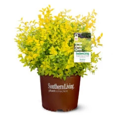Sunshine Ligustrum Shrub 12 Sunshine Ligustrum Shrub -Fast Growing Trees Shop SUnshine Ligustrum 9