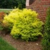 Sunshine Ligustrum Shrub 8 Sunshine Ligustrum Shrub -Fast Growing Trees Shop SUnshine Ligustrum FGT 600x600 f0101ae6 a571 46c8 bebd 540fda4bb091