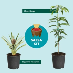 Sugarloaf Pineapple Plant -Fast Growing Trees Shop Salsa Kit Graphic 6c76dae2 528b 42b5 ba01 cf2c5208bd17