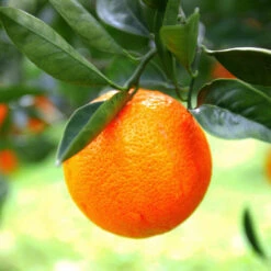 Sanguinelli Blood Orange Tree -Fast Growing Trees Shop Sanguinelli Blood Orange 7 FGT