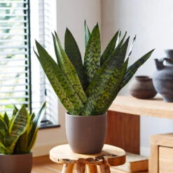 New Apartment House Plant Kit -Fast Growing Trees Shop Sansevieria Zeylandica 2 b962a2c6 7794 4c00 bcc0 44626111a514