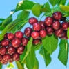 Santina™ Cherry Tree -Fast Growing Trees Shop Santina Cherry 600x600 caf47b44 ecab 4d2e 9c6e e460add718f8