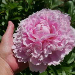 Sarah Bernhardt Peony -Fast Growing Trees Shop Sarah Bernhardt Peony 2