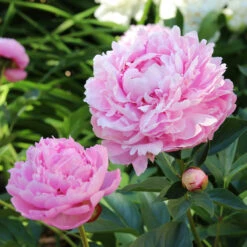 Sarah Bernhardt Peony -Fast Growing Trees Shop Sarah Bernhardt Peony 5 FGT