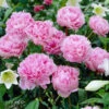 Sarah Bernhardt Peony -Fast Growing Trees Shop Sarah Bernhardt Peony FGT 600x600 e70c2647 9848 4dc7 b9ab 381a2413ee08