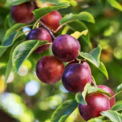 Fast Growing Trees Shop -Fast Growing Trees Shop Satsuma Plum 1