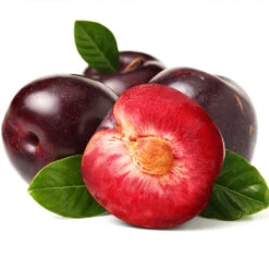 Satsuma Plum Tree -Fast Growing Trees Shop Satsuma Plum 2