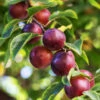 Satsuma Plum Tree -Fast Growing Trees Shop Satsuma Plum 600x600 ac1fa119 665e 4703 805a ba2b5c7c1b8d