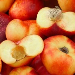 Saturn Peach Tree -Fast Growing Trees Shop Saturn Peach Tree 1