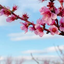 Saturn Peach Tree -Fast Growing Trees Shop Saturn Peach Tree 4