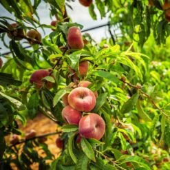 Saturn Peach Tree -Fast Growing Trees Shop Saturn Peach Tree 5