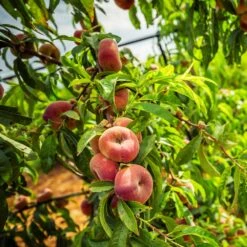 Donut Saturn Peach Tree -Fast Growing Trees Shop Saturn Peach Tree 5 21ea4320 798c 41bd 932e b7297febbf6c