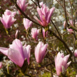 Saucer Magnolia Tree -Fast Growing Trees Shop Saucer Magnolia 2 FGT