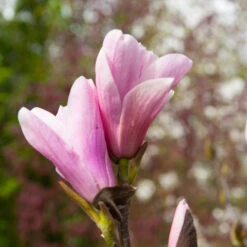 Saucer Magnolia Tree -Fast Growing Trees Shop Saucer Magnolia 3