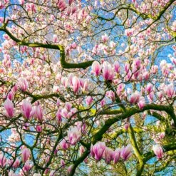 Saucer Magnolia Tree -Fast Growing Trees Shop Saucer Magnolia 6