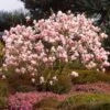 Saucer Magnolia Tree -Fast Growing Trees Shop Saucer Magnolia FGT 600x600 e0f2a976 c093 4234 9194 f097ff35a12b