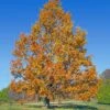 Sawtooth Oak Tree -Fast Growing Trees Shop Sawtooth Oak Tree FGT 600x600 74e4d3cc aacc 4698 8c15 b9038cc02f3f