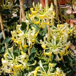 'Scentsation' Honeysuckle Vine -Fast Growing Trees Shop Scentsation Honeysuckle 1