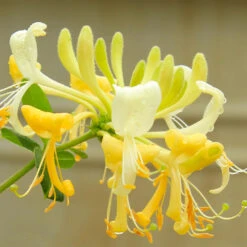 'Scentsation' Honeysuckle Vine -Fast Growing Trees Shop Scentsation Honeysuckle 4