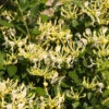 'Scentsation' Honeysuckle Vine -Fast Growing Trees Shop Scentsation Honeysuckle FGT 600x600 713e20ee 2c4a 473d aef8 938f3d3fffc2