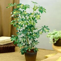 Sunset Hues House Plant Kit 12 Sunset Hues House Plant Kit -Fast Growing Trees Shop Schefflera Trinette 1 8e92dc51 dc29 482e 9d14 119cf31a7b14