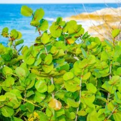 Sea Grape Bush -Fast Growing Trees Shop Sea Gape 1