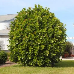 Sea Grape Bush -Fast Growing Trees Shop Sea Gape 5