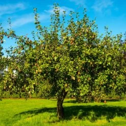 Seckel Pear Tree 7 Seckel Pear Tree -Fast Growing Trees Shop Seckel Pear 1