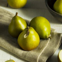 Seckel Pear Tree 8 Seckel Pear Tree -Fast Growing Trees Shop Seckel Pear 5