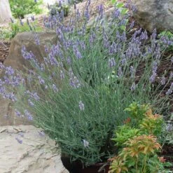 Sensational™ Lavender Plant -Fast Growing Trees Shop Sensational Lavender 11