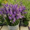 Sensational™ Lavender Plant -Fast Growing Trees Shop Sensational Lavender 600x600 5b5ad5ce 84f6 418c 844c 43c327506630