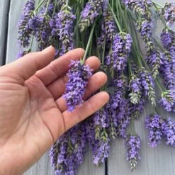 Sensational™ Lavender Plant -Fast Growing Trees Shop Sensational Lavender 8 FGT