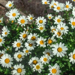 Becky Shasta Daisy -Fast Growing Trees Shop Shasta Daisy Becky 2 FGT