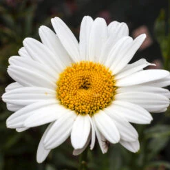 Becky Shasta Daisy -Fast Growing Trees Shop Shasta Daisy Becky 4 FGT