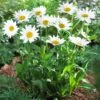 Becky Shasta Daisy -Fast Growing Trees Shop Shasta Daisy Becky FGT 600x600 af50740b a8bf 4b03 8b4a 7a56d70a6be3