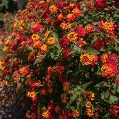 Shazam Lantana -Fast Growing Trees Shop Shazam Lantana 2