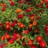 Shazam Lantana -Fast Growing Trees Shop Shazam Lantana FGT 600x600 6cd6ab55 2321 4600 b96e a2dd7b830438