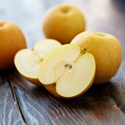 Shinseiki Asian Pear Tree 7 Shinseiki Asian Pear Tree -Fast Growing Trees Shop Shinseiki Asian Pear 5 FGT 5a5b3a9a ba1b 4c34 ab3a 649876b9efb2