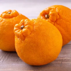 Shiranui Mandarin Tree 5 Shiranui Mandarin Tree -Fast Growing Trees Shop Shiranui Mandarin 4 FGT