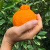 Shiranui Mandarin Tree -Fast Growing Trees Shop Shiranui Mandarin FGT 600x600 98332590 6642 4599 8f80 e177d64ac552