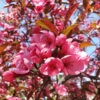 Show Time™ Crabapple Tree -Fast Growing Trees Shop Show Time Crabapple 600x600 1eed0a0f 6705 4b3e 936f 95c02a5f2eb7