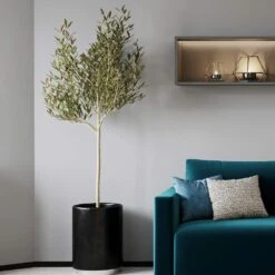 Sikitita Olive Tree 5 Sikitita Olive Tree -Fast Growing Trees Shop Sikitata Olive 2