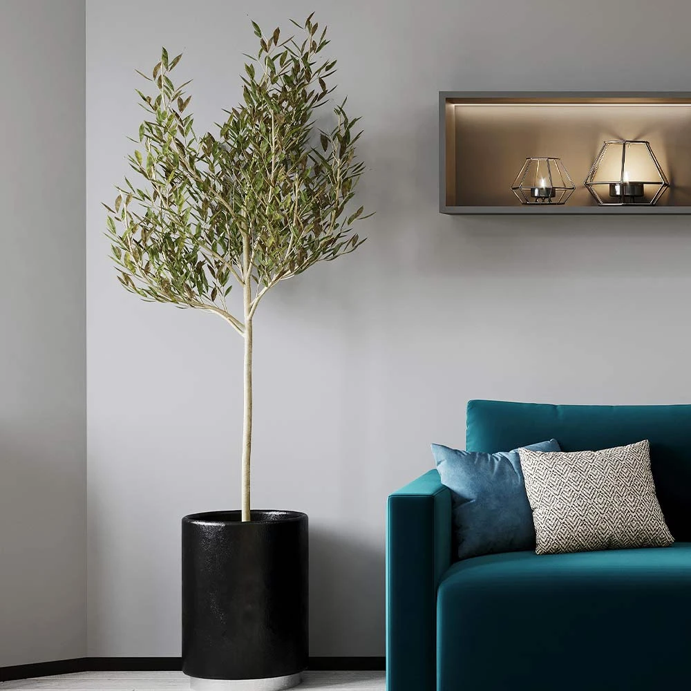 Sikitita Olive Tree 3 Sikitita Olive Tree - Image 3