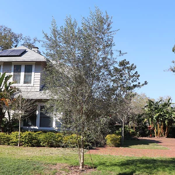 Sikitita Olive Tree 1 Sikitita Olive Tree