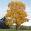 Silver Maple Tree -Fast Growing Trees Shop Silver Maple Tree 1 FGT 600x600 b264d374 4804 40de 8e19 e7a2e96fdf17