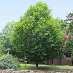 Silver Maple Tree -Fast Growing Trees Shop Silver Maple Tree 6