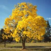 Yellow Trumpet Tree -Fast Growing Trees Shop Silver Trumpet Tree FGT 600x600 a83e0fab f02d 4b44 8181 597614f3364d